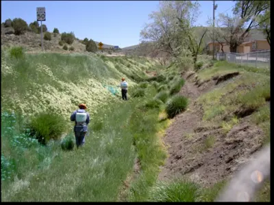 Spraying Weeds